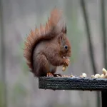 Accommodatie foto 17