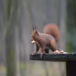 Accommodatie foto 18